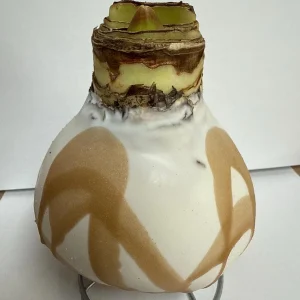 White Gold Splatter Waxed Revelation Amaryllis Bulb Size 28/30 - Image 3