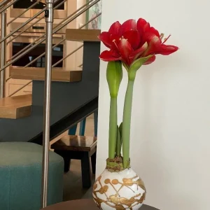 White & Gold Splatter Waxed Victoria Amaryllis Bulb 36/38 - Easy Care Indoor Flower Bulb - Image 2