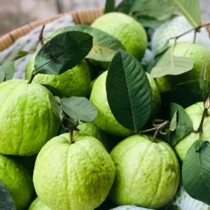 White Guava Live Plant – 10-14in Tall – Half Gallon Pot – Outdoor Fruit Tree - Image 6