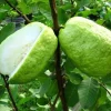 White Guava Live Plant – 10-14in Tall – Half Gallon Pot – Outdoor Fruit Tree - Image 1