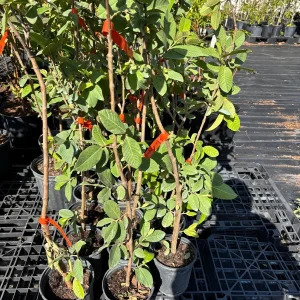 White Guava Live Plant – 2 ft Tall – 6 inch Pot – Tropical Fruit Tree - Image 3