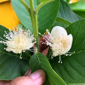 White Guava Live Plant – 6-8in Tall – 4in Pot – Tropical Fruit Tree - Image 2