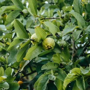White Guava Live Plant – 6-8in Tall – 4in Pot – Tropical Fruit Tree - Image 3