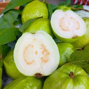 White Guava Live Plant – 6-8in Tall – 4in Pot – Tropical Fruit Tree - Image 4