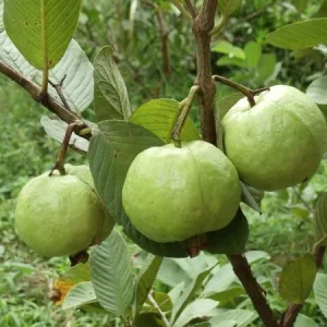 White Guava Live Plant – 6-8in Tall – 4in Pot – Tropical Fruit Tree - Image 1