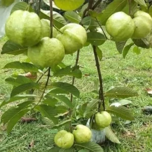 White Guava Live Plant - 9-12" Tall Psidium guajava Sweet Tropical Fruit Tree - Image 2