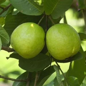 White Guava Live Plant - 9-12