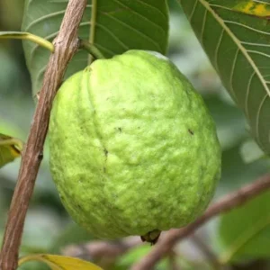 White Guava Live Plant - 9-12