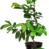 White Guava Live Plant – Sweet Edible Fruit Tree, 10 Inches Tall, for Tropical Landscaping - Image 1