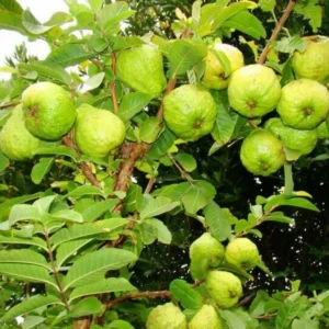 White Guava Live Plant – Sweet Edible Fruit Tree, 10 Inches Tall, for Tropical Landscaping - Image 2