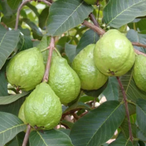 White Guava Live Plant – Sweet Edible Fruit Tree, 10 Inches Tall, for Tropical Landscaping - Image 4