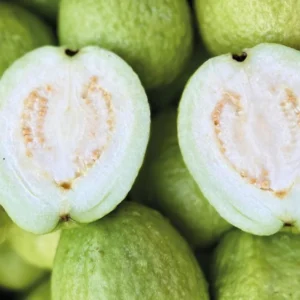 White Guava Live Plant – Sweet Edible Fruit Tree, 10 Inches Tall, for Tropical Landscaping - Image 5