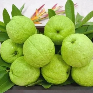 White Guava Live Starter Plant – Tropical Fruit Tree – Psidium Guajava – 4-8in Tall - Image 2