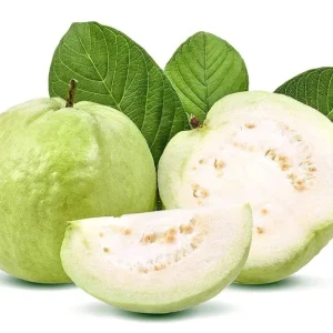 White Guava Live Starter Plant – Tropical Fruit Tree – Psidium Guajava – 4-8in Tall - Image 4