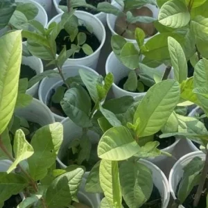 White Guava Live Starter Plant – Tropical Fruit Tree – Psidium Guajava – 4-8in Tall - Image 5