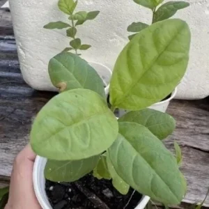 White Guava Live Starter Plant – Tropical Fruit Tree – Psidium Guajava – 4-8in Tall - Image 6