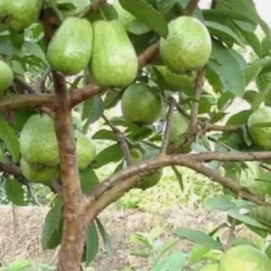 White Guava Live Starter Plant – Tropical Fruit Tree – Psidium Guajava – 4-8in Tall - Image 7