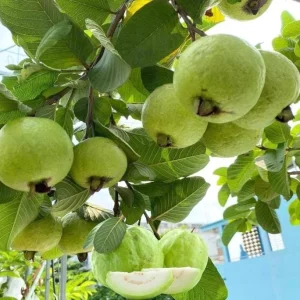 White Guava Live Starter Plant – Tropical Fruit Tree – Psidium Guajava – 4-8in Tall - Image 1