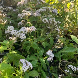 White Heliotrope Live Plant – Heliotropium Arborescens – 6 inch Pot – Outdoor - Image 2