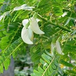 White Hummingbird Tree Live Plant – One Gallon Pot – Outdoor Shrub - Image 2