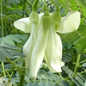 White Hummingbird Tree Live Plant – One Gallon Pot – Outdoor Shrub - Image 3