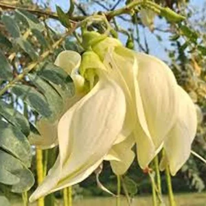 White Hummingbird Tree Live Plant – One Gallon Pot – Outdoor Shrub - Image 1