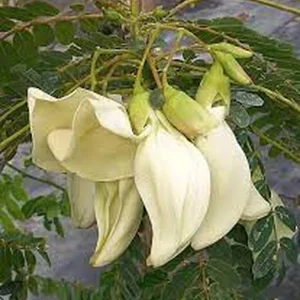 White Hummingbird Tree Live Plant – One Gallon Pot – Outdoor Shrub - Image 4