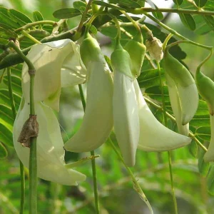 White Hummingbird Tree Live Plant – One Gallon Pot – Outdoor Shrub - Image 5
