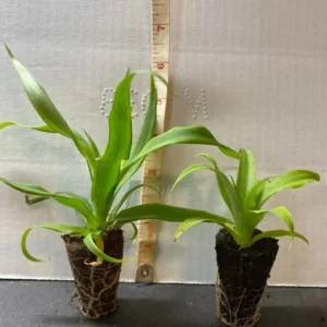 White Jade Pineapple Starter Plant - 4-6