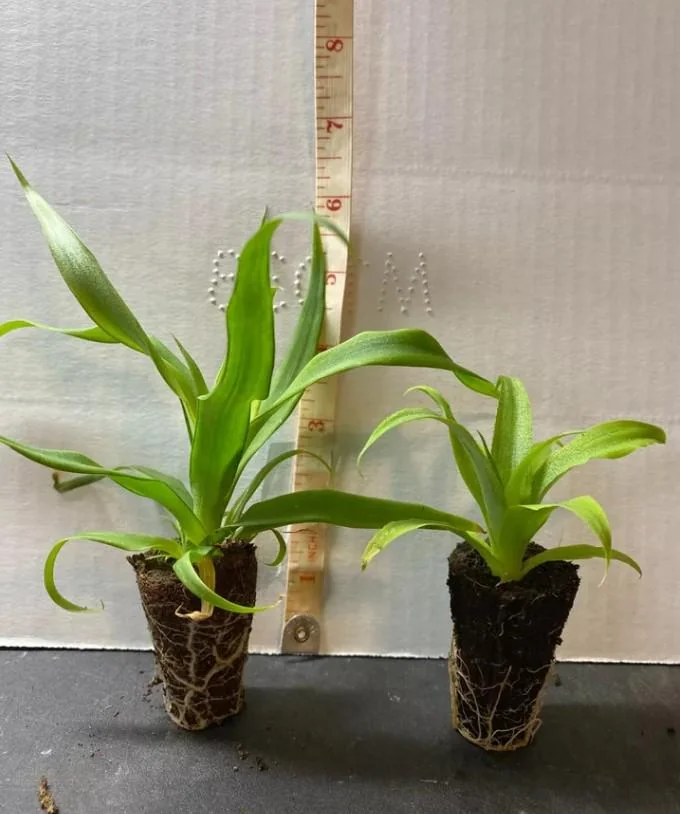 White Jade Pineapple Starter Plant - 4-6" Tall - Live Tropical Fruit Plant - Image 4