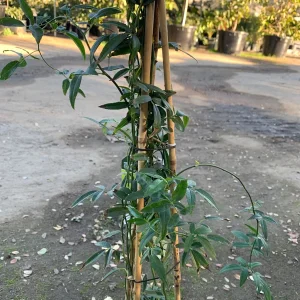 White Lady Banks Climbing Rose Live Plant - 2 feet tall - 6 inch pot - Image 2