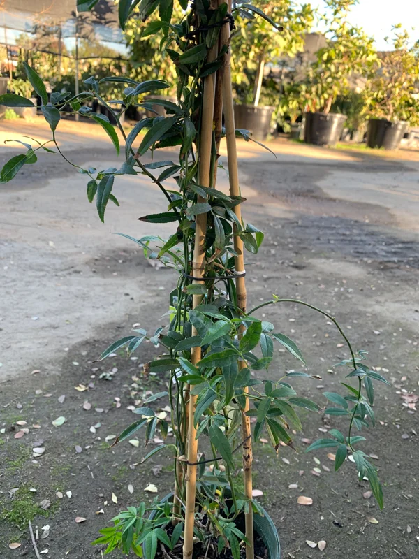 White Lady Banks Climbing Rose Live Plant - 2 feet tall - 6 inch pot - Image 2