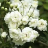 White Lady Banks Climbing Rose Live Plant - 2 Feet Tall, 6" Pot - Outdoor Climber - Image 1