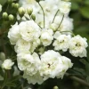 White Lady Banks Climbing Rose Live Plant - 3 to 4 Feet Tall - 3 Gallon Pot - Outdoor - Image 1