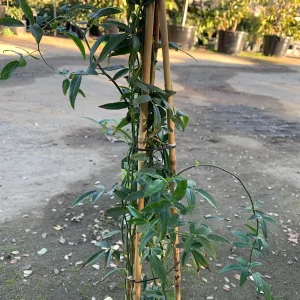 White Lady Banks Climbing Rose Live Plant - 3 to 4 Feet Tall - 3 Gallon Pot - Outdoor - Image 2