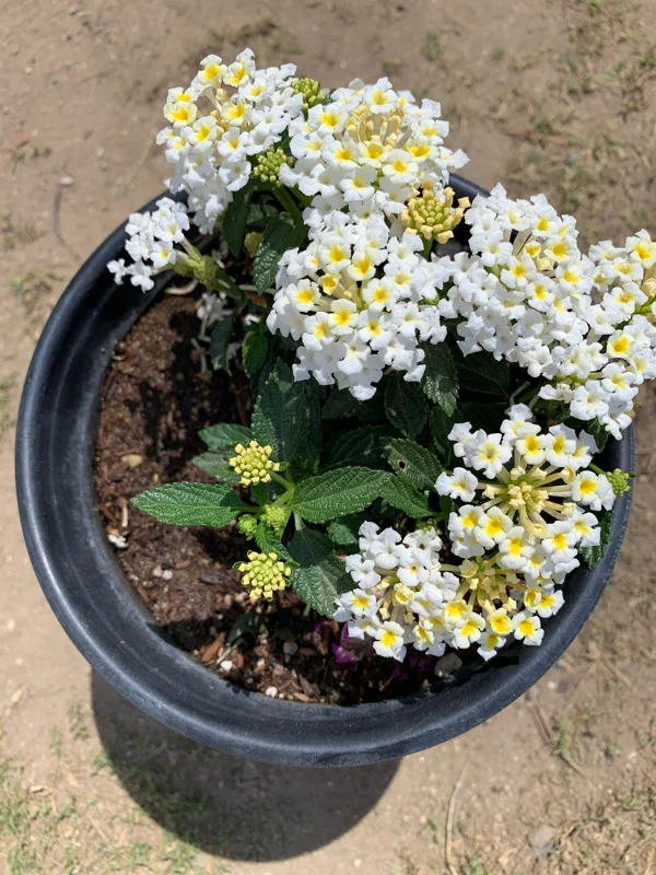 White Lantana Live Plant – 1 Gallon Pot – Outdoor Shrub – Attracts Pollinators - Image 2