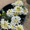 White Lantana Live Plant – 1 Gallon Pot – Outdoor Shrub – Attracts Pollinators - Image 1