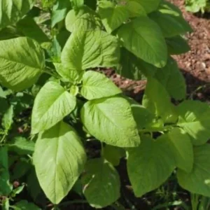 White Leaf Amaranth Seeds - Open Pollinated Heirloom Non-GMO Edible - Image 3
