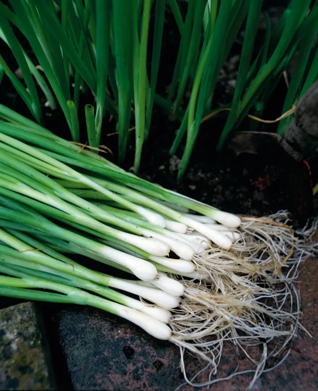 White Lisbon Bunching Onion Seeds - Heirloom, Non-GMO, Fast Growing - 250+ Seeds - Image 1