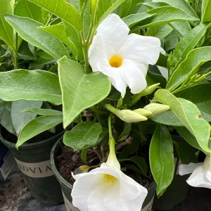 White Mandevilla Live Plant – 1 Gallon Pot – Climbing Vine for Full Sun - Image 1
