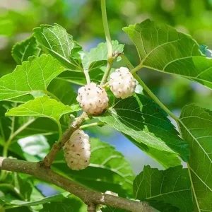 White Mulberry Bare-Root Plant - Morus Alba Fruit Tree - 2 Pack - Image 3