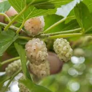White Mulberry Tree Bare Root - Morus alba - 12-24in Tall Live Plant - USDA Zones 4-9 - Image 3