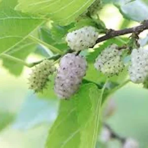 White Mulberry Tree Bare Root - Morus Alba Live Plant 12-24in Tall - Image 1