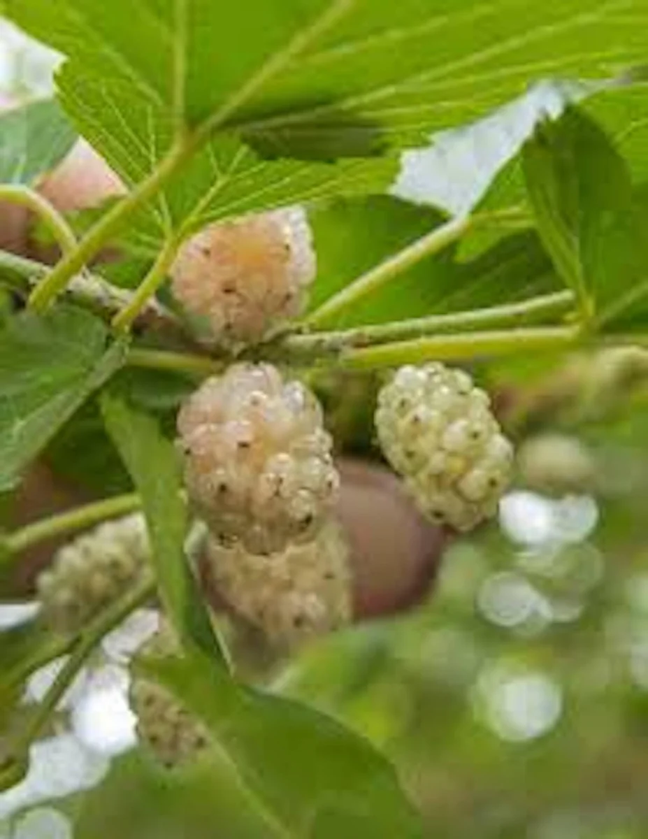 White Mulberry Tree (Morus alba) Live Plant - 12-24in Tall Bare Root - Image 3