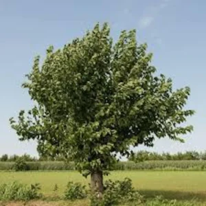 White Mulberry Tree (Morus alba) Live Plant - 12-24in Tall Bare Root - Image 4