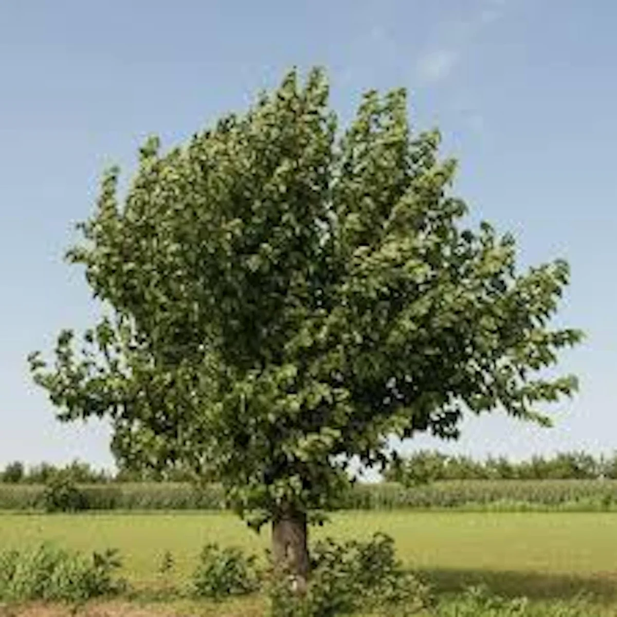 White Mulberry Tree (Morus alba) Live Plant - 12-24in Tall Bare Root - Image 4