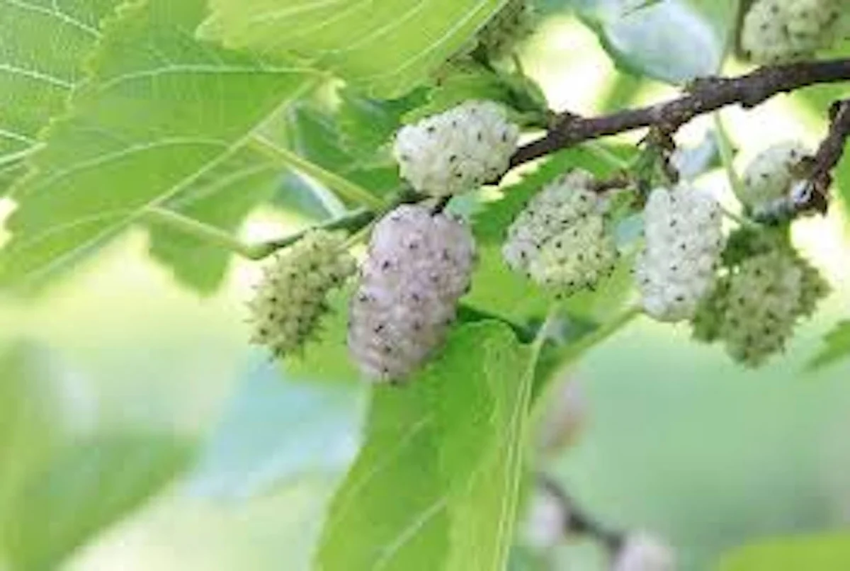 White Mulberry Tree (Morus alba) Live Plant - 12-24in Tall Bare Root - Image 5