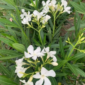 White Nerium Oleander Live Plant – 1-2 ft Tall, 1 Gallon Pot, Outdoor Shrub - Image 2