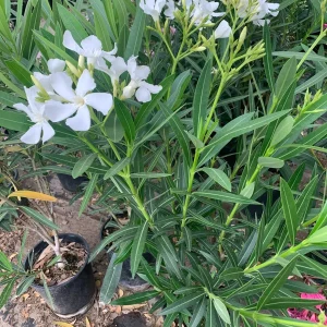 White Nerium Oleander Live Plant – 1-2 ft Tall, 1 Gallon Pot, Outdoor Shrub - Image 3