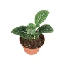 White Nerve Fittonia Live Plant – 2 inch Pot – Indoor Foliage - Image 1